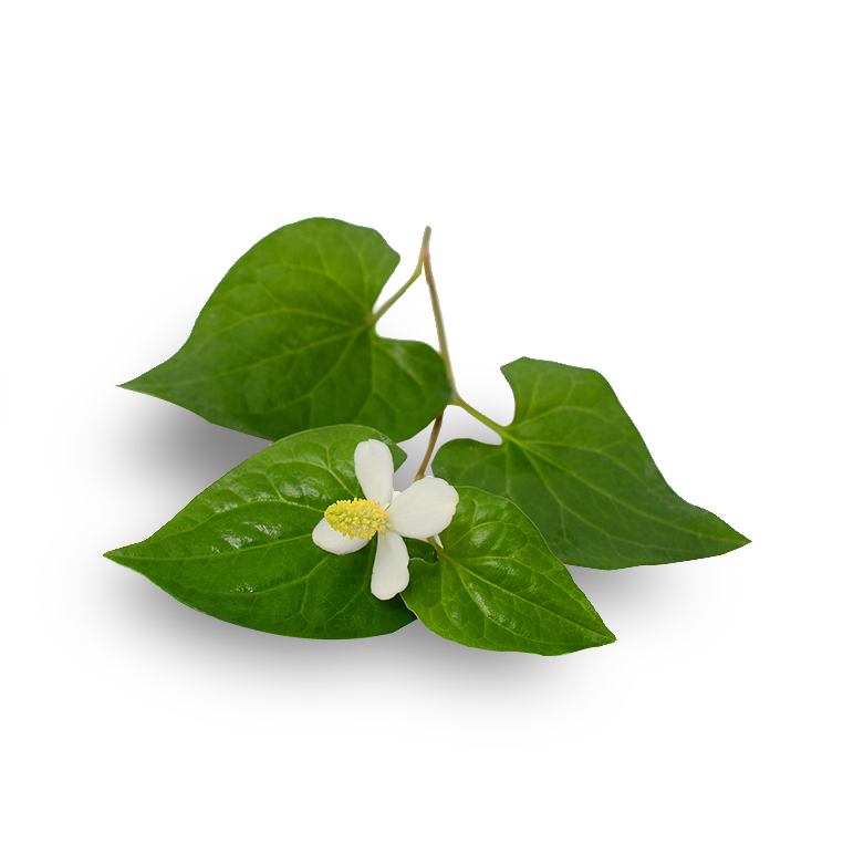 Green leaves and a single houttuynia cordata white flower with a yellow center, which is one of the main ingredients in Avarelle's Total Calming Toner Pads. Additionally, the flower is against a white background.