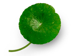 Green cica leaf with water droplets on a white background, representing Avarelle Total Calming Toner Pads.